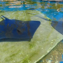 Two rays in the TAMAR research station of  Praia do Forte